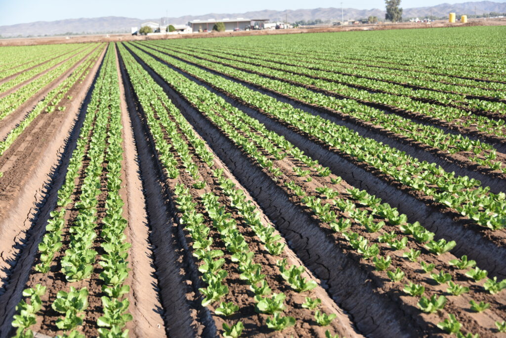 Photo of lettuce fields in Yuma, Arizona
